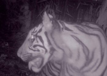 Langgam.id - Harimau Sumatera yang ditangkap BKSDA Sumbar di Maua Hilia, Palembayan, Kabupaten Agam dinamai Puti Maua.