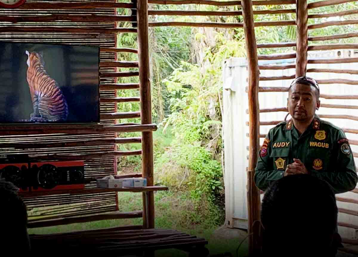 Langgam.id - Seekor Harimau Sumatera ditangkap di Maua Hilia, Jorong Kayu Pasak Timur, Nagari Salareh Aia, Palembayan, Agam.