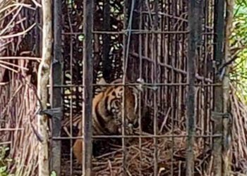 Langgam.id - Harimau Sumatera yang ditangkap di Maua Hilia, Nagari Salareh Aia, Kecamatan Palembayan, Kabupaten Agam dinamai Puti Maua.