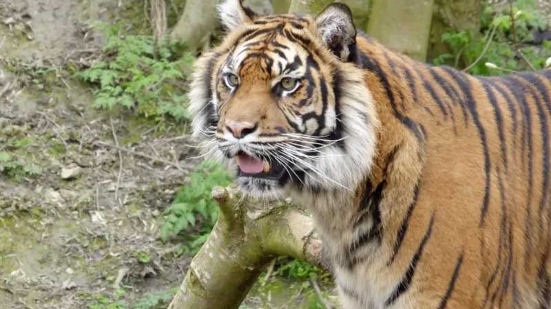 Langgam.id - Dua ekor kerbau milik warga dilaporkan diterkam Harimau Sumatra di Jorong Lubuk Gadang, Sangir, Kabupaten Solok Selatan.