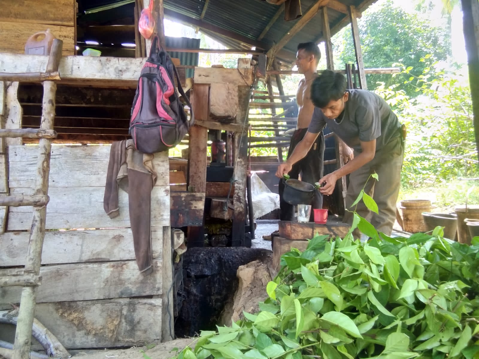 Petani Pesisir Selatan Harapkan Harga Gambir Stabil Kisaran Rp 30 Ribu
