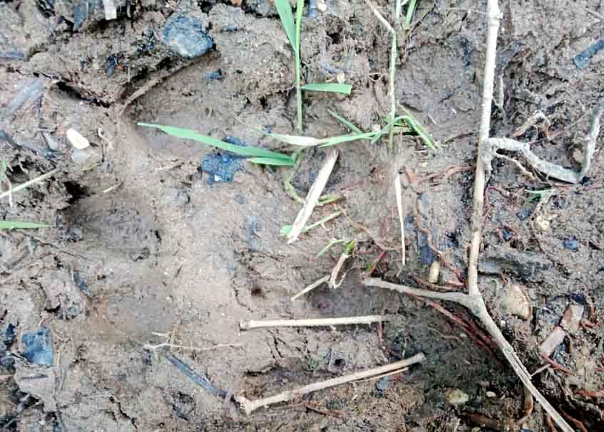 Berita Agam - berita Sumbar terbaru dan terkini hari ini: Warga kembali menemukan jejak harimau di wilayah tertangkapnya Puti Maua Agam.