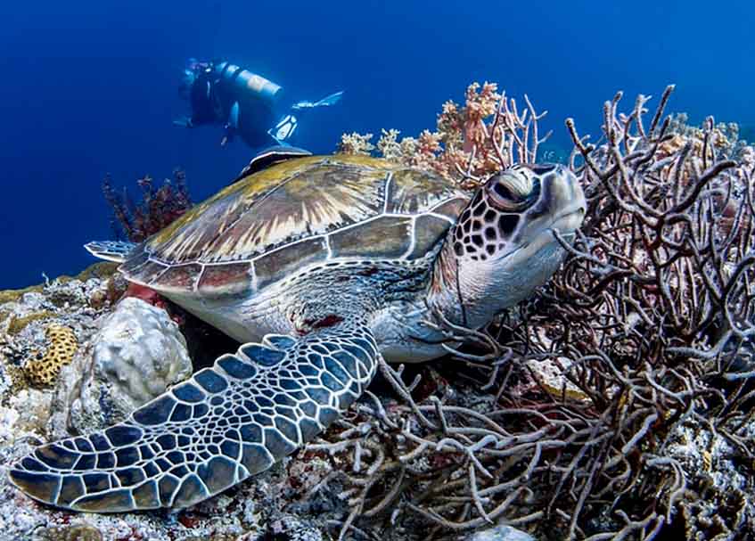 Berita Pasaman Barat - berita Sumbar terbaru dan terkini hari ini: 6.122,14 hektare laut di Pasbar ditetapkan jadi kawasan konservasi taman.