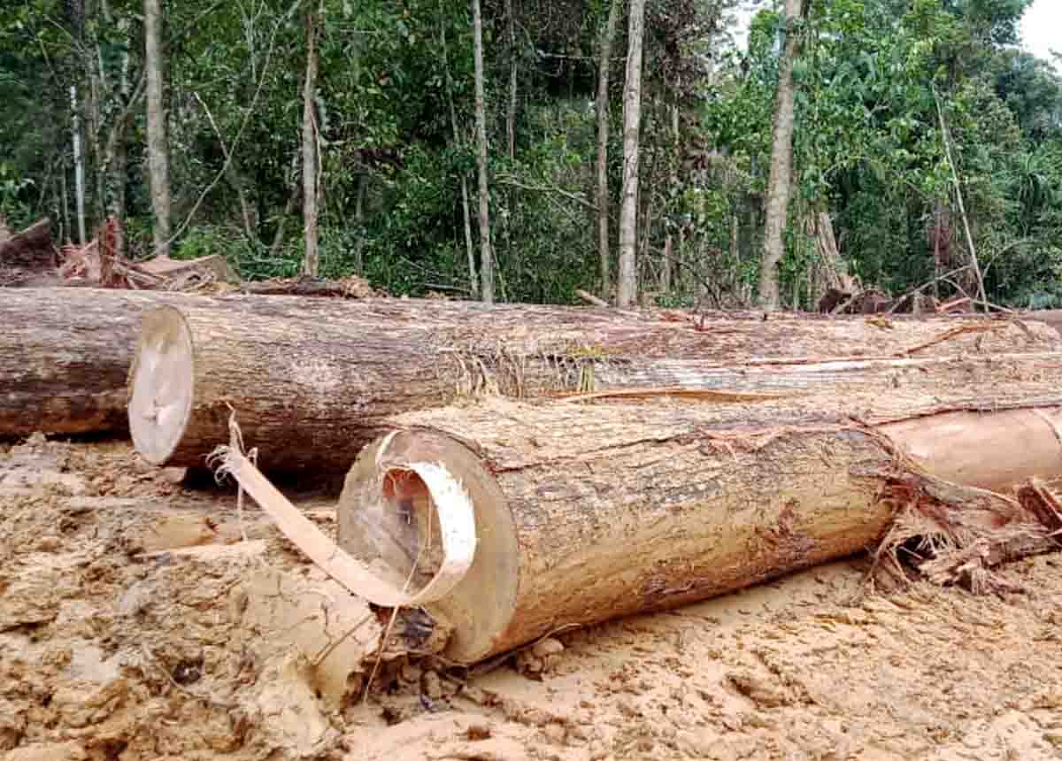 Berita Mentawai – berita Sumbar terbaru hari ini: Kayu Meranti yang bisa didapatkan Koperasi Minyak Atsiri itu bisa mencapai 70.000 kubik.