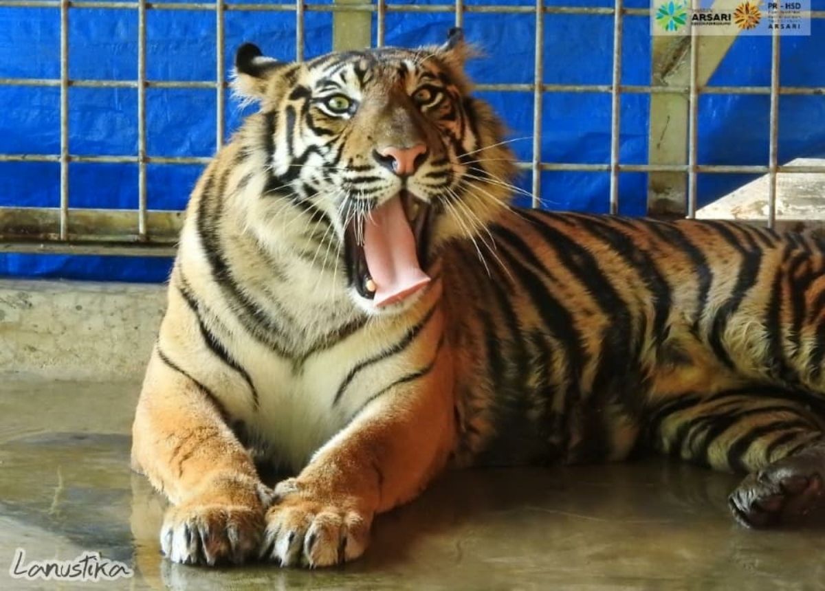 Berita Sumbar terbaru dan terkini hari ini: Harimau sumatera Lanustika bakal dilepaskan kembali di hutan Riau.