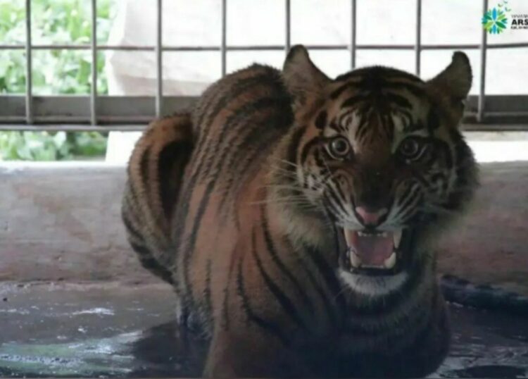 Berita Sumbar terbaru dan terkini hari ini: Harimau Puti Maua Agam dinyatakan sudah siap dilepasliarkan kembali ke habitatnya. 