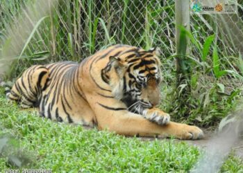 BKSDA Sumbar menyatakan harimau sumatera yang bernama Putra Singgulung sangat kecil kemungkinan untuk dilepasliarkan kembali ke alam.