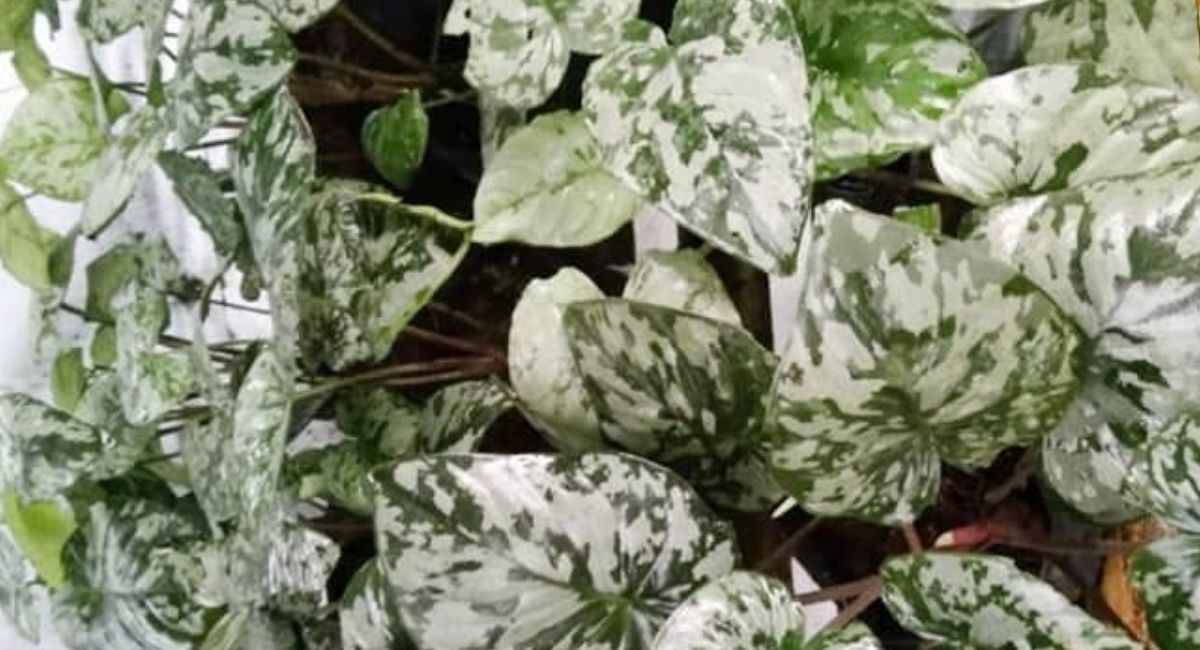 Menunggu Paten Homalomena Frog, Tanaman Hias Asal Padang Panjang