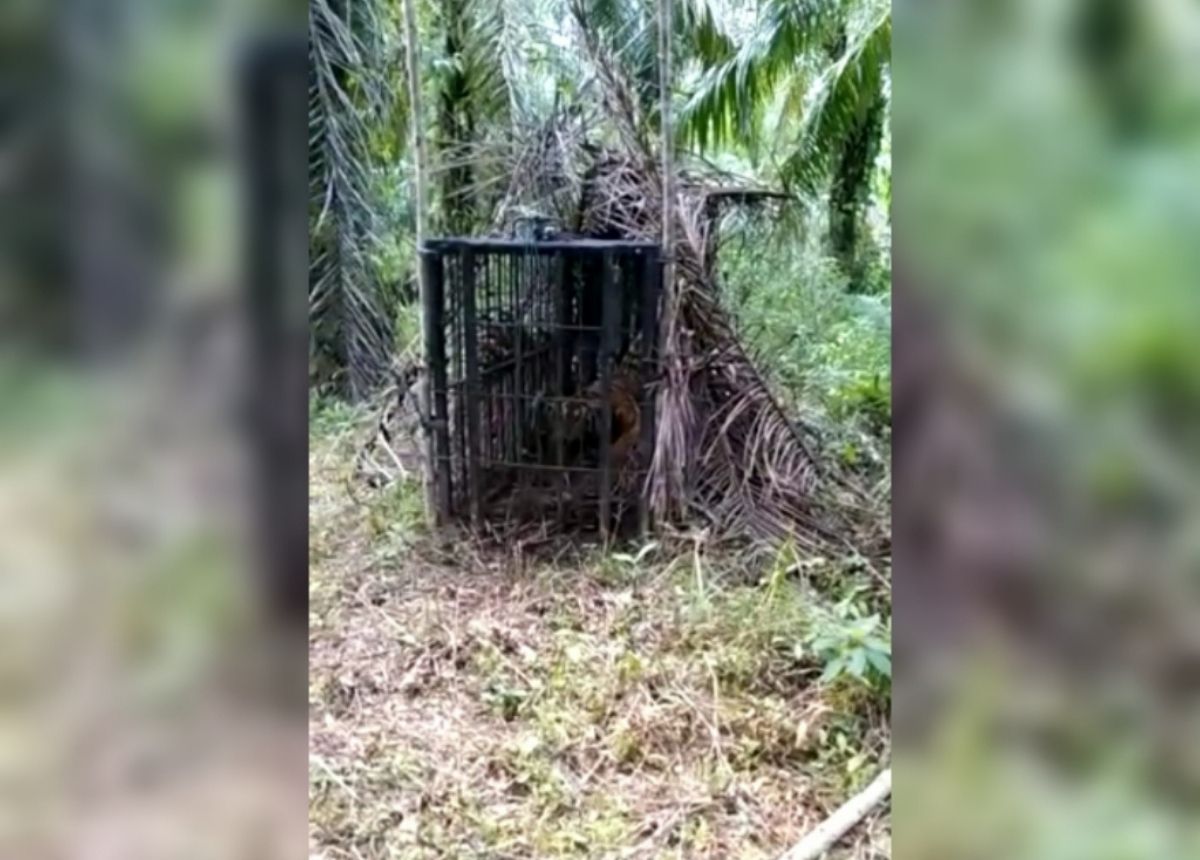 BKSDA Sumbar melakukan evakuasi terhadap harimau sumatera yang masuk perangkap di daerah Maua Hilia, Jorong Kayu Pasak Timur, Nagari