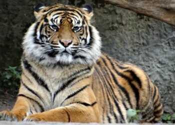 Balai Konservasi Sumber Daya Alam (BKSDA) Sumatra Barat (Sumbar) mencatat ada 120 ekor harimau sumatera hidup di hutan Sumbar.
