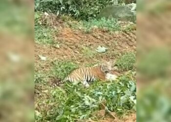 Berita Pasaman Barat - berita Sumbar terbaru dan terkini hari ini: Seekor harimau sumatera muncul terekam kamera warga di Pasbar.
