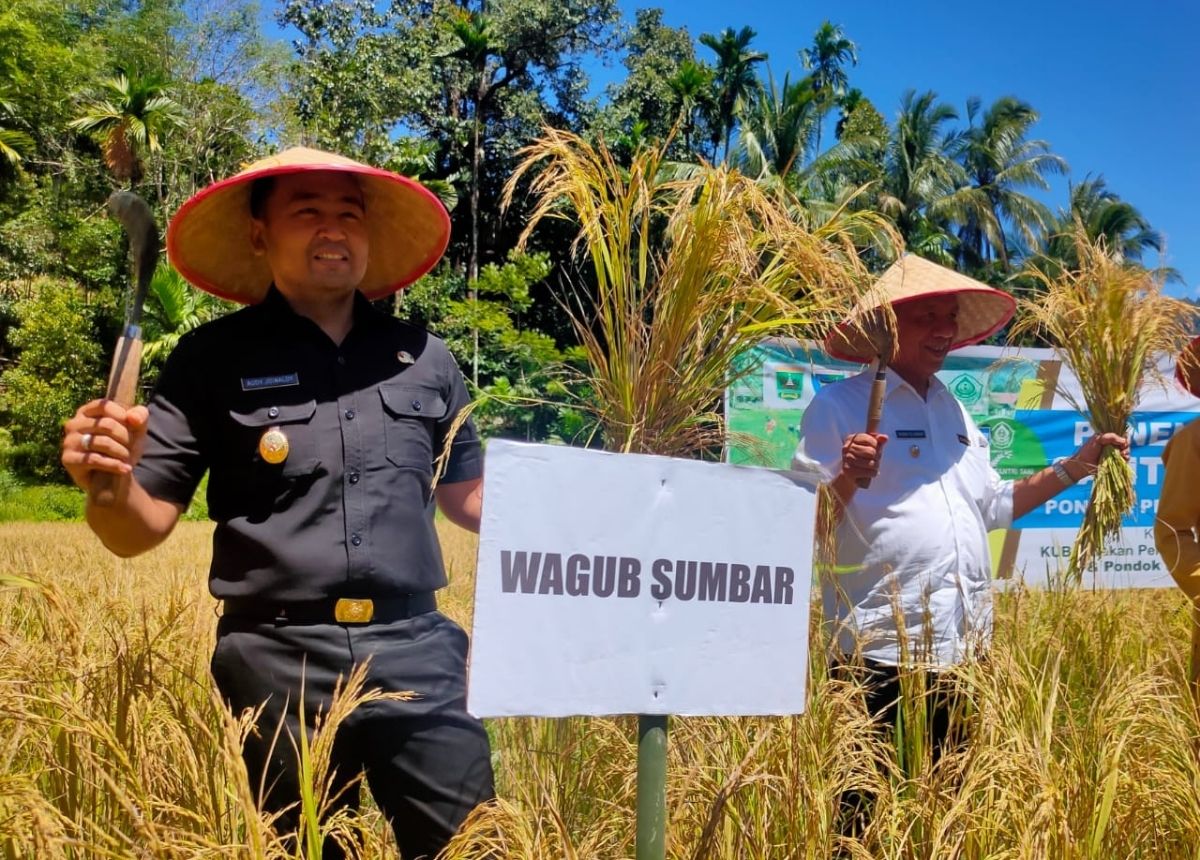 Berita Pessel - berita Sumbar terbaru dan terkini hari ini: Wagub mengatakan, bahwa Sumbar ditargetkan memproduksi 1.542.893 ton padi