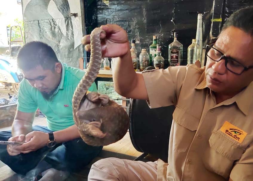 Berita Sumbar terbaru dan terkini hari ini: Trenggiling itu dilepasliarkan di Taman Wisata Alam Singgalang Tandikat dalam kondisi baik.