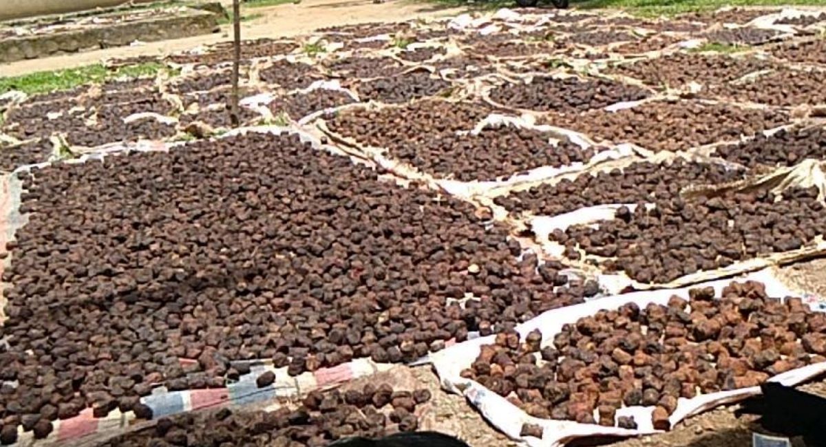 petani-pessel-minta-gubernur-persiapkan-hilirisasi-industri-gambir