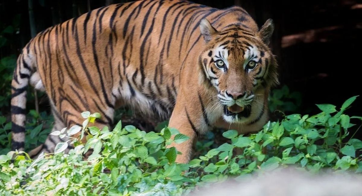 5-bulan-rehabilitasi-di-dharmasraya-harimau-puti-maua-agam-mati-akibat-sakit