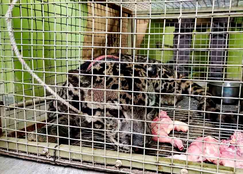 Berita Agam - berita Sumbar terbaru dan terkini hari ini: Macan Dahan itu sudah dibawa ke TMSBK Bukittinggi untuk observasi.