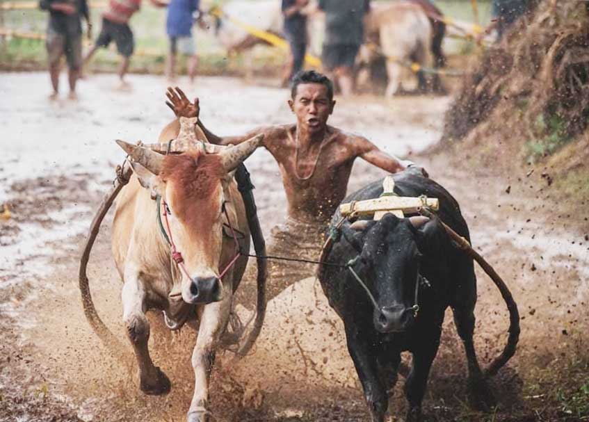 Berita Tanah Datar - berita Sumbar terbaru dan terkini hari ini: Alek Pacu Jawi di Tanah Datar kembali digelar, sempat terhenti akibat pandemi