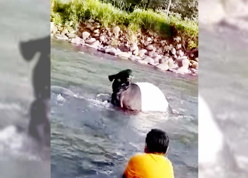 Berita Padang - berita Sumbar terbaru dan terkini hari ini: Tapir itu muncul di aliran sungai yang dekat dengan permukiman warga.