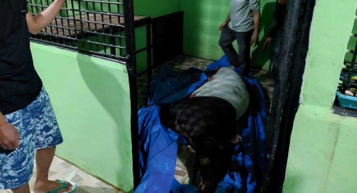 Diduga Patah Kaki, Tapir yang Masuk Pemukiman Warga di Padang Dibawa ke RS Hewan