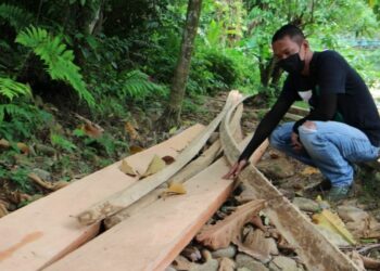 Ilegal Logging di Pesisir Selatan, Dandim 0311 Warning Pelaku dan Pembeking