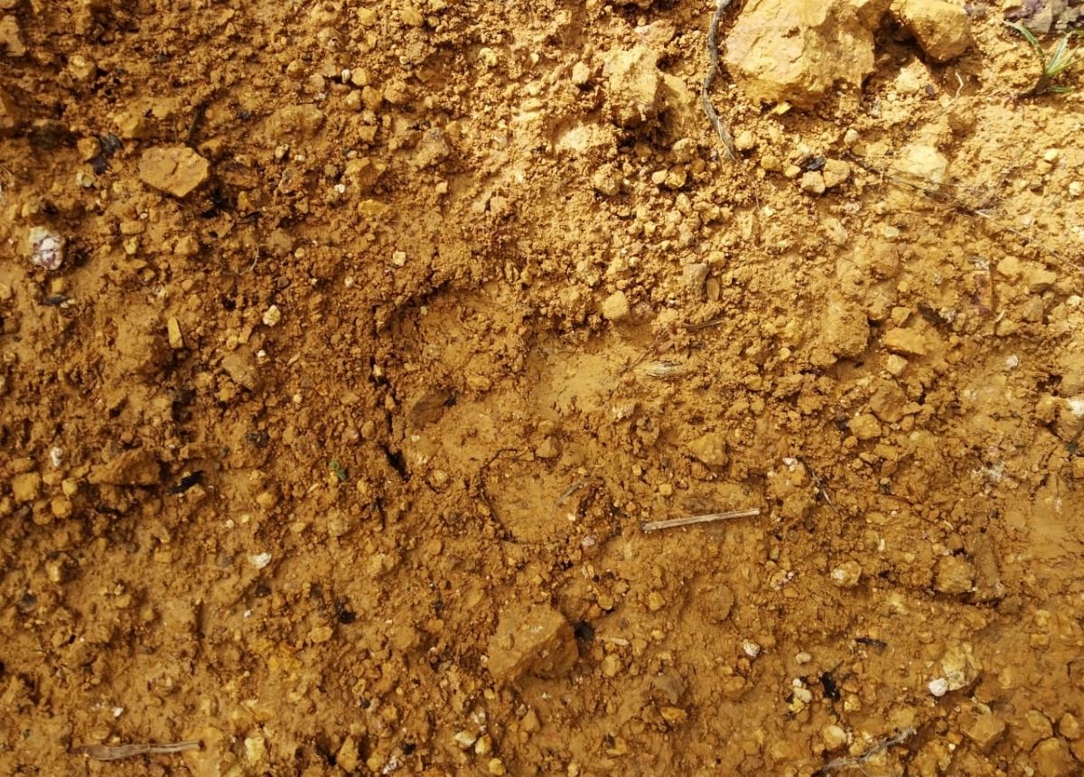 Berita Solok Selatan - berita Sumbar terbaru dan terkini hari ini: Warga menemukan jejak kaki diduga harimau sumatra di Solok Selatan.