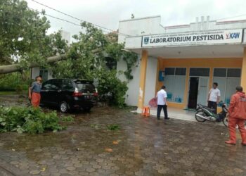Berita Padang - berita Sumbar terbaru dan terkini hari ini: Pohon tumbang menimpa gedung Laboratorium Pestisida akibat hujan angin di Padang.