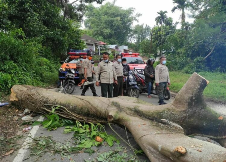 Berita Padang - berita Sumbar terbaru dan terkini hari ini: Sebuah pohon kapeh tumbang di Kelurahan Gunung Sarik, Kecamatan Kuranji, Padang.