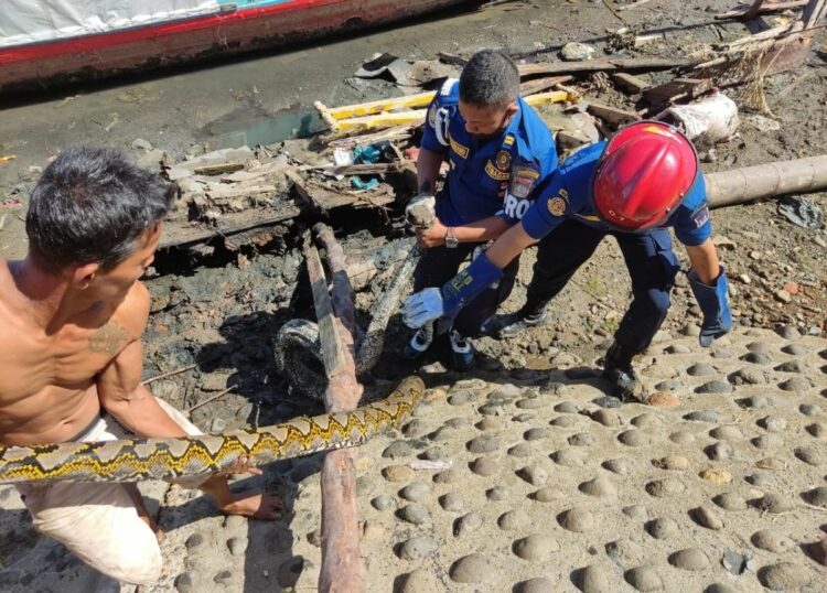 Berita Padang - berita Sumbar terbaru dan terkini hari ini: Petugas Damkar mengevakuasi ular piton di dalam bangkai kapal di Batang Arau.