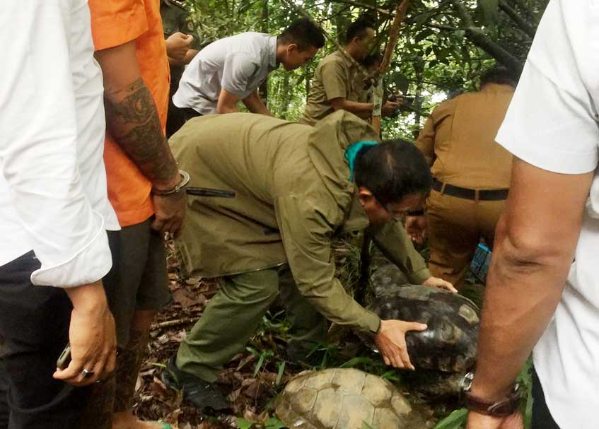 Berita Sumbar terbaru dan terkini hari ini: BKSDA Sumbar melepas enam ekor Baning Cokelat dan dua ekor Trenggiling ke Tahura Bung Hatta.