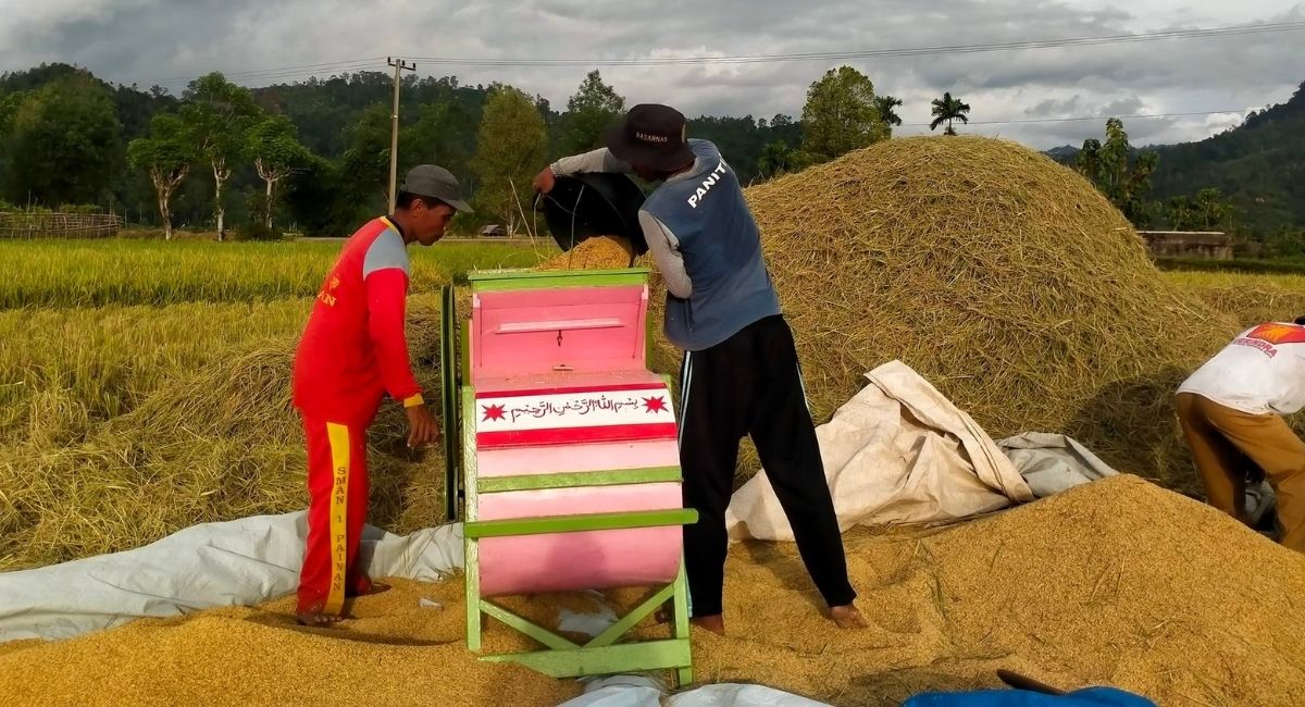 Lahan Terdampak Banjir, Produksi Gabah Pessel Tetap Meningkat 2022