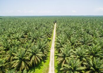 Berita Sumbar terbaru dan terkini hari ini: Luas perkebunan kelapa sawit di Sumbar 249.518,69 hektare. Total produksi sebesar 681.431,79 ton.