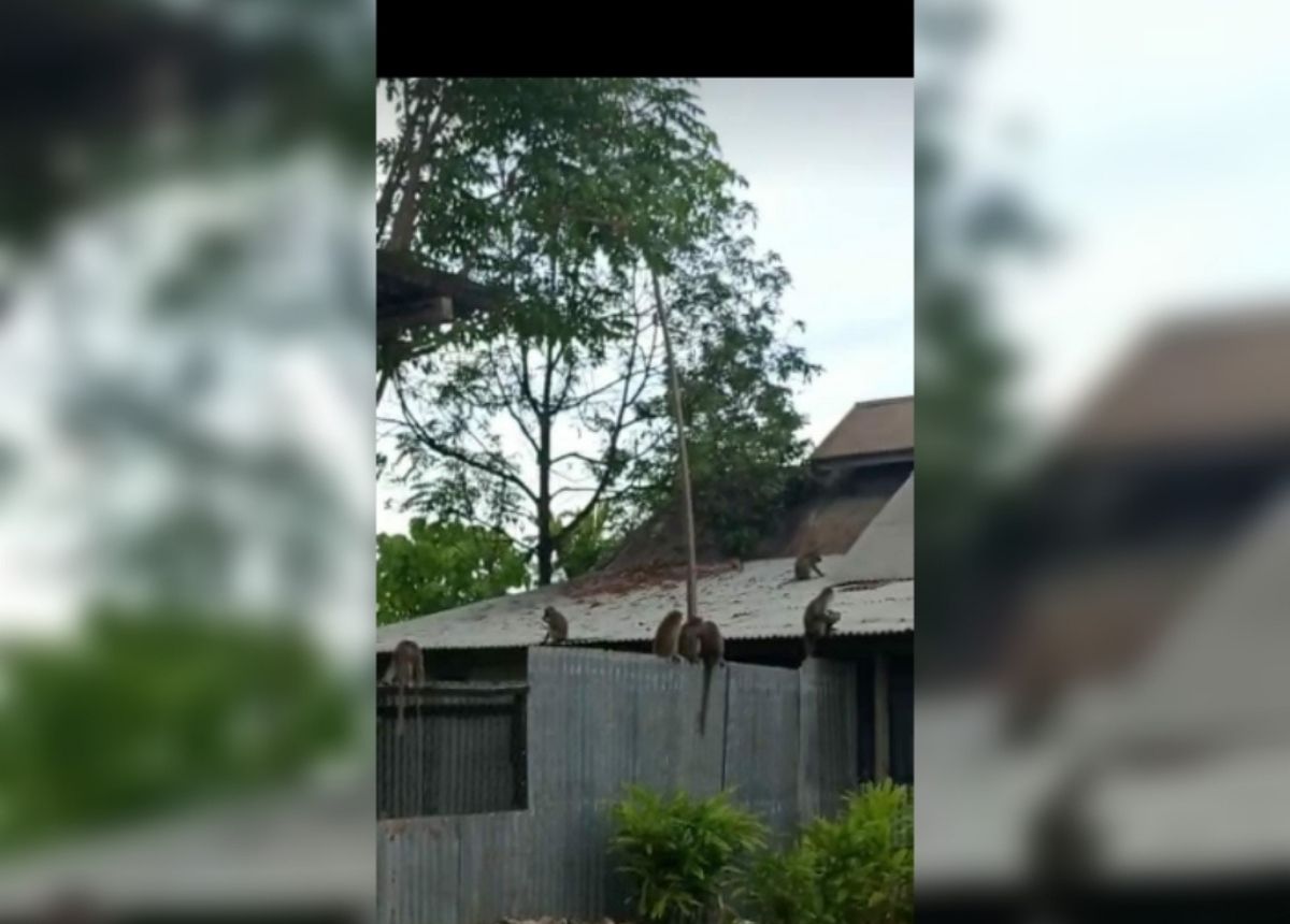 Berita Padang - berita Sumbar terbaru dan terkini hari ini: Warga Indarung, Padang, mendapat gangguan dari kera liar yang turun ke pemukiman