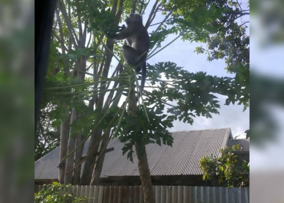 Berita Padang - berita Sumbar terbaru dan terkini hari ini: Walhi menilai turunnya kera ke permukiman indikasi yang rusaknya kawasan hutan.