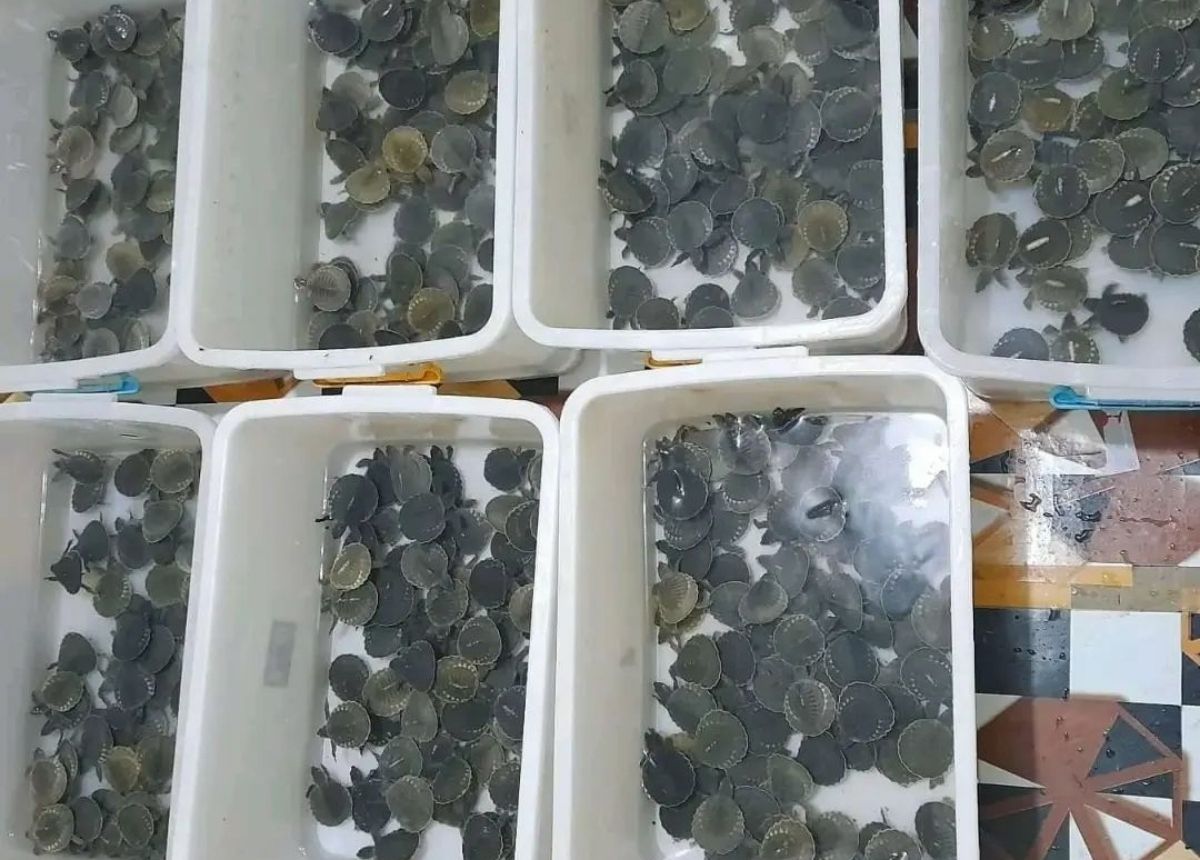 Berita Sumbar terbaru dan terkini hari ini: Polda Sumbar masih mendalami kasus jual beli ratusan kura-kura moncong babi dan enam ekor baning coklat.