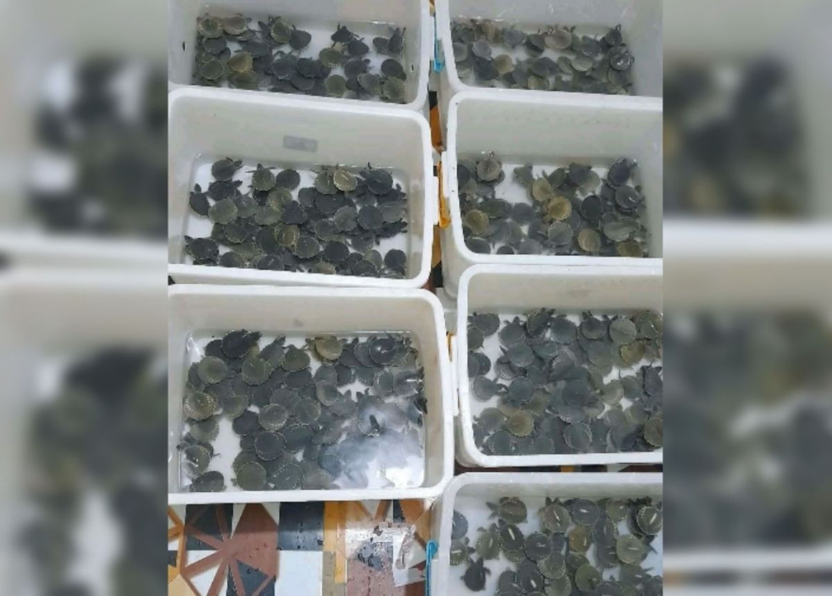 Berita Payakumbuh - berita Sumbar terbaru dan terkini hari ini: BKSDA mengamankan pengedar satwa liar dilindungi kura-kura moncong babi