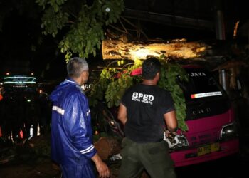 Berita Padang - berita Sumbar terbaru dan terkini hari ini: Satu bus Talago Jaya jurusan Padang-Payakumbuh, tertimpa pohon tumbang