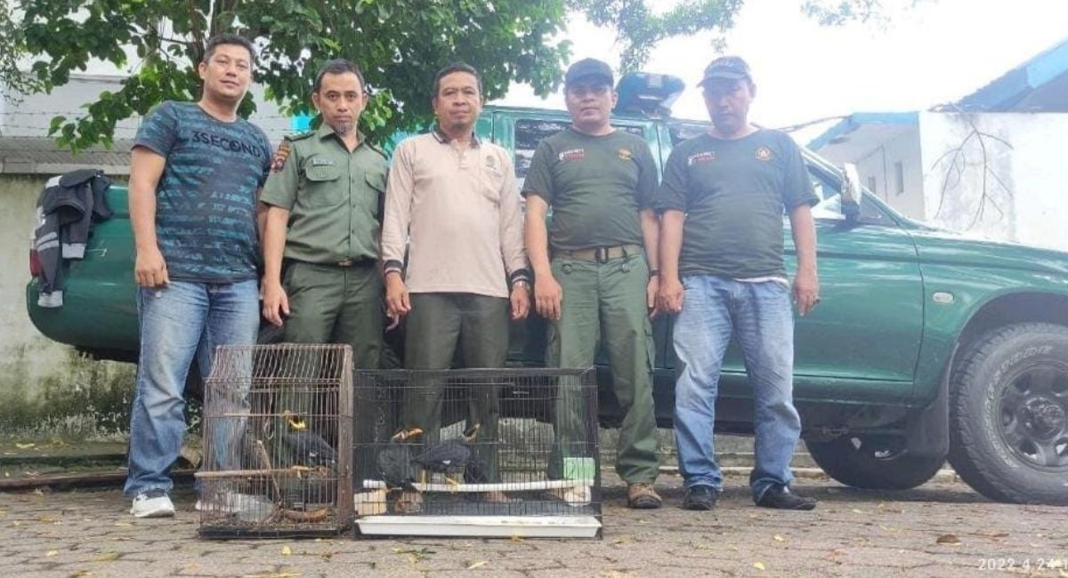 BKSDA Sumbar Gagalkan Penyelundupan 8 Ekor Beo Mentawai
