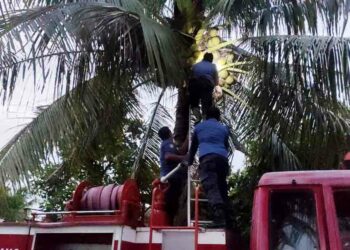 Berita Padang - berita Sumbar terbaru dan terkini hari ini: Kucing yang tengah hamil itu terjebak di atas pohon kelapa selama dua hari.