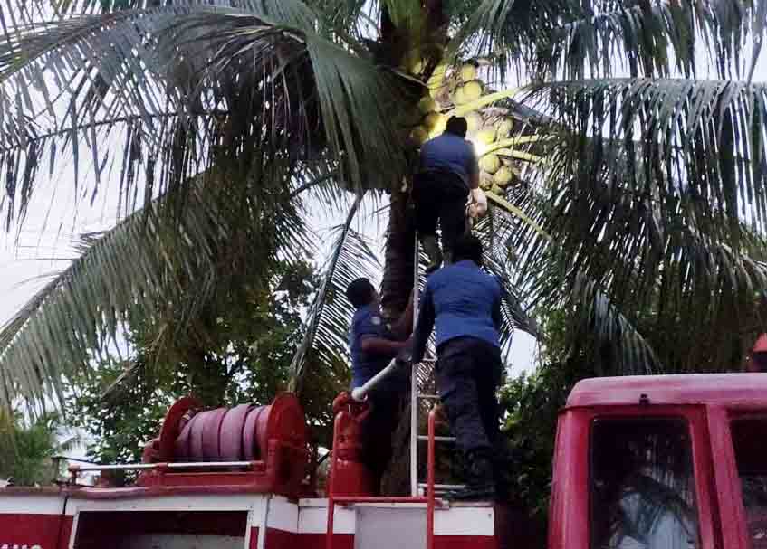 Berita Padang - berita Sumbar terbaru dan terkini hari ini: Kucing yang tengah hamil itu terjebak di atas pohon kelapa selama dua hari.