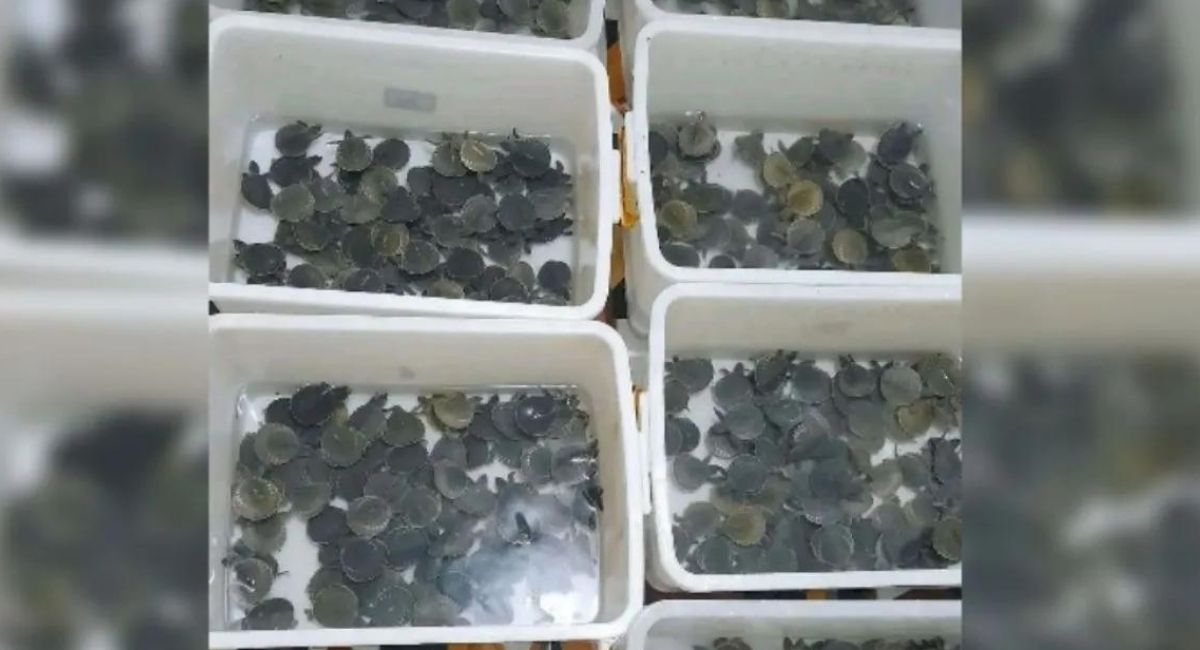 Diselundupkan ke Sumbar, Kura-kura Moncong Babi Dikembalikan ke Papua