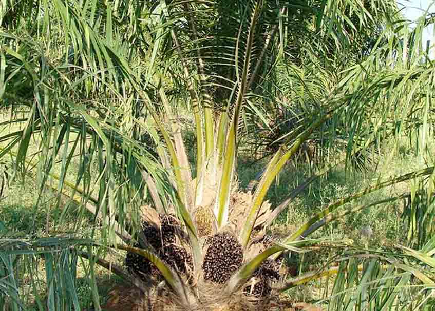Berita Dharmasraya - berita Sumbar terbaru dan terkini hari ini: Dharmasraya akan replanting sawit seluas 1.000 hektare tahun ini.