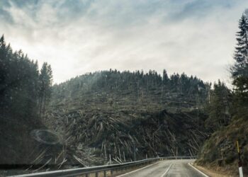 Berita Sumbar terbaru dan terkini hari ini: Di Sumbar banyak pembukaan perkebunan dengan membakar hutan dan deforestasi.