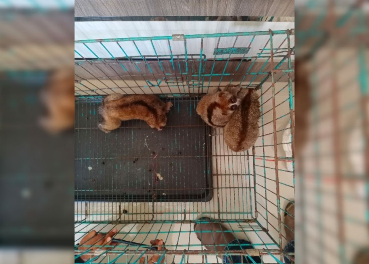 Berita Sumbar terbaru dan terkini hari ini: BKSDA Sumbar bersama Satreskrim Polres Agam menangkap seorang pria jual beli kukang.