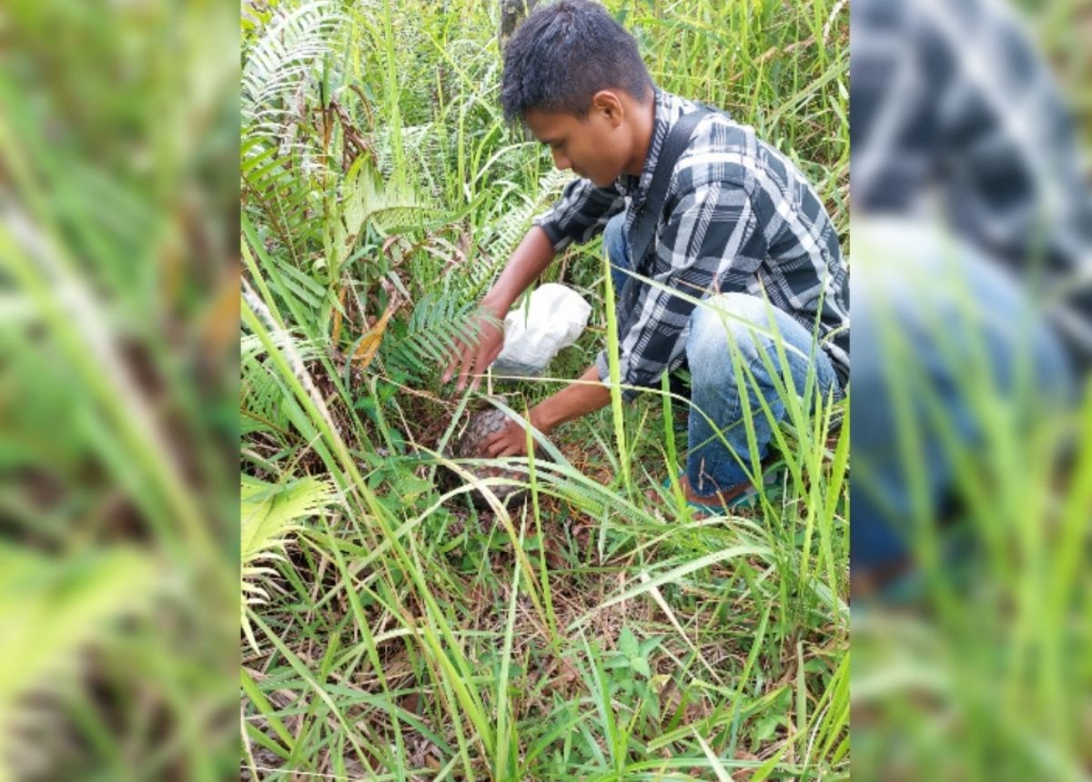 Berita Sumbar terbaru dan terkini hari ini: BKSDA Sumbar melepaskan seekor trenggiling ke alam liar. Pelepasan dilakukan setelah hewan