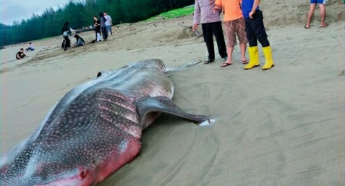 Ikan Tedampar Di Bukit Padang