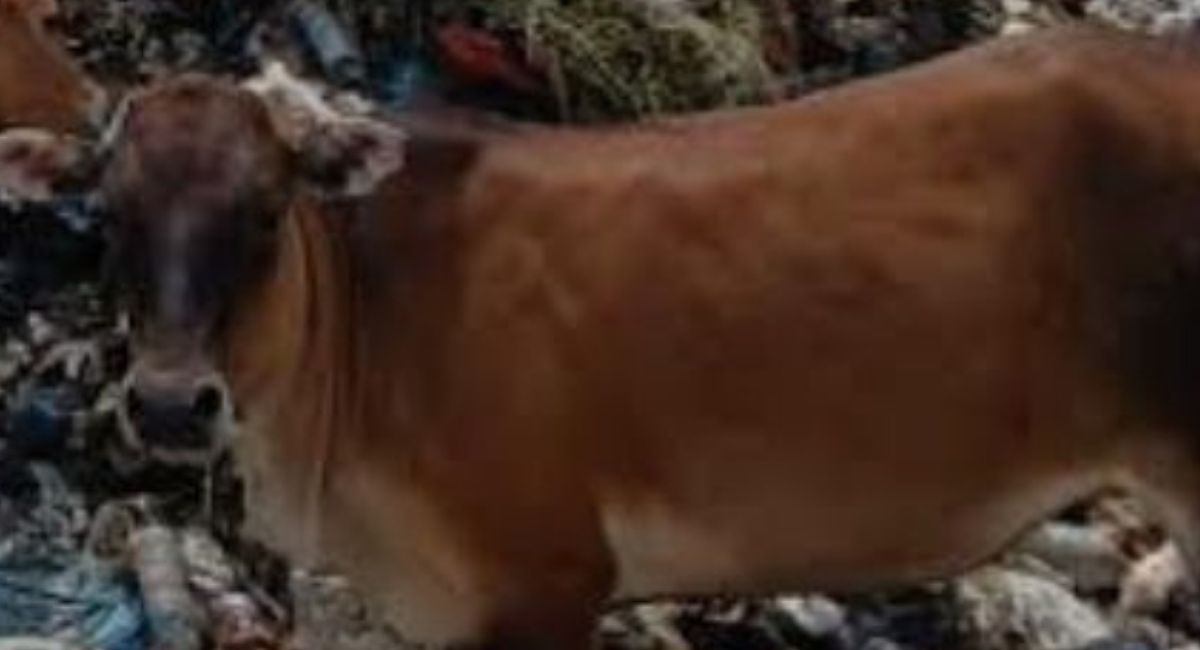 ratusan-sapi-terjangkit-pmk-sekdako-pariaman-pandemi-setelah-covid-19