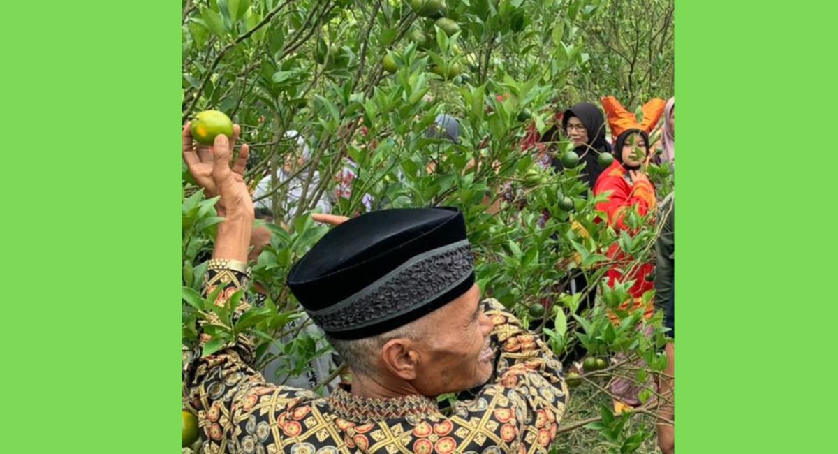 Produksi Jeruk Gunung Omeh Turun 75 Persen, Gubernur Sarankan Pengendalian Hama Serempak