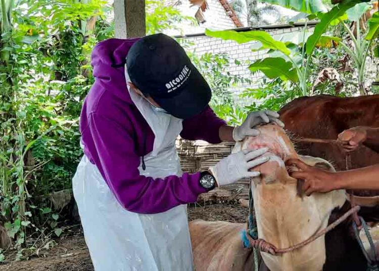 Langgam.id - Dinas Pertanian Kota Padang menyatakan dan memastikan semua hewan kurban yang positif PMK telah sembuh.