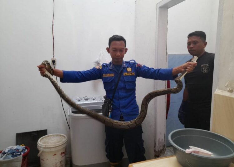 Berita Payakumbuh  – berita Sumbar terbaru dan terkini hari ini: Seekor ular dievakuasi petugas Dinas Damkar Payakumbuh dari kloset kamar mandi