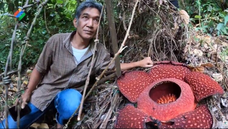 Joni Hartono, penangkar Bunga Rafflesia dari Palupuh, Agam. (Foto: Dok. Interes)